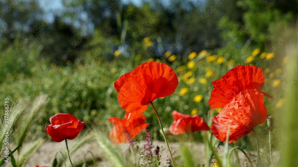 Amapola Amapola