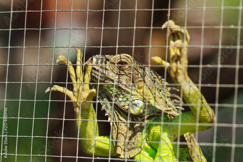 Green iguana unhappy in cage.