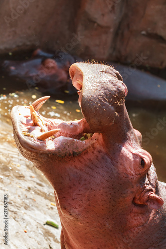 Hippo opening jaws. Head closeup.
