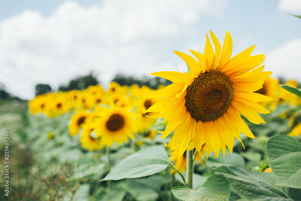 Sunflower field landscape outdoor nature sunshine background