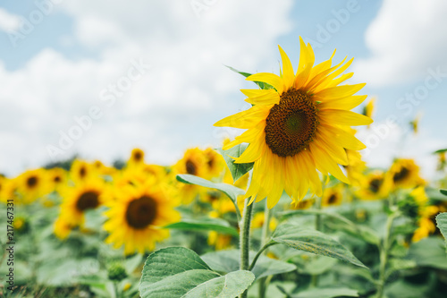 Yellow sunflowers. Field of sunflowers  natural landscape