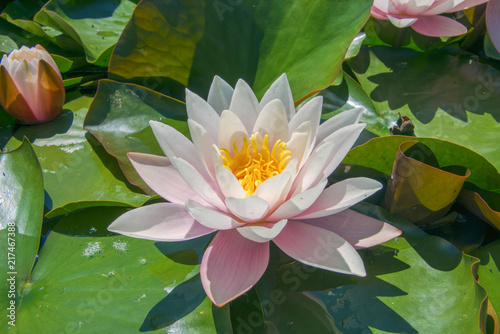 Pink water lilies