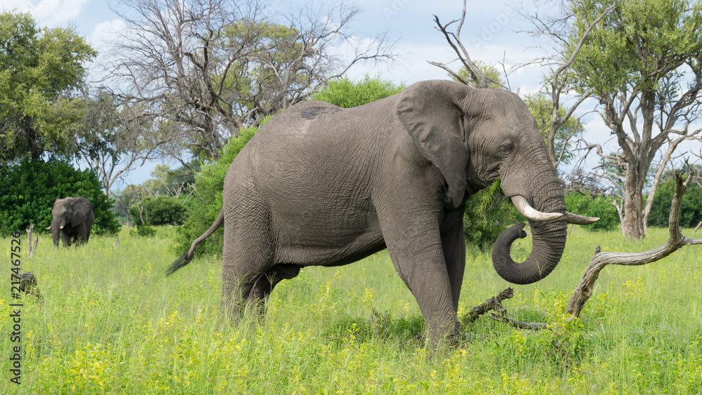 Fototapeta premium Elephant safari Botswana