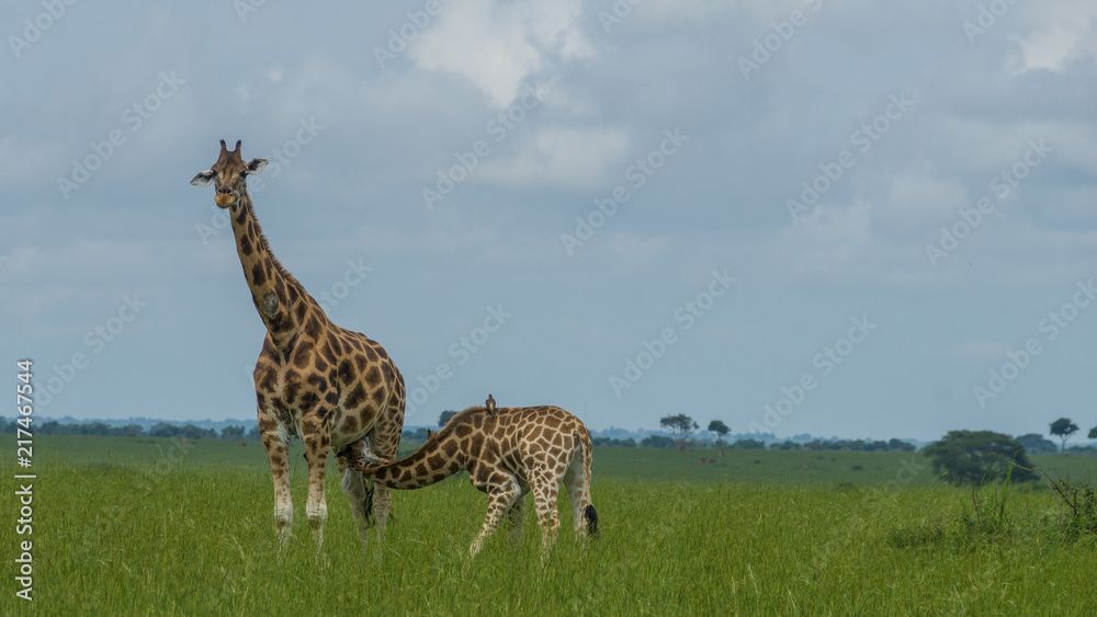 Obraz premium Giraffe nursing its calf