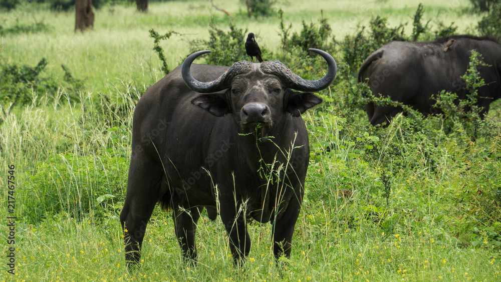 Buffalo with bird in front green season