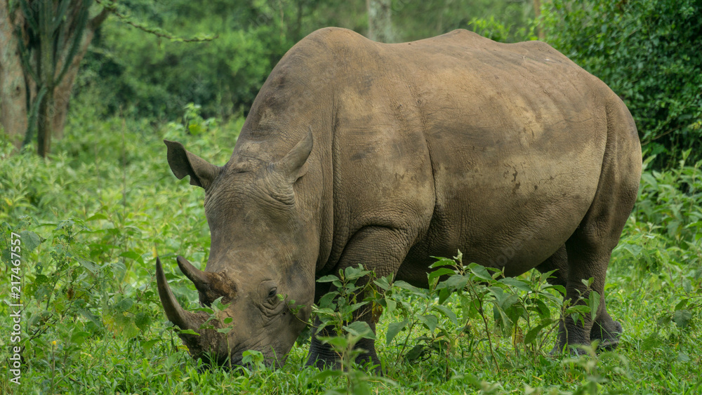 Obraz premium Black Rhino walking in the bush green season