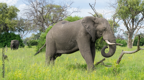 Elephant safari Botswana
