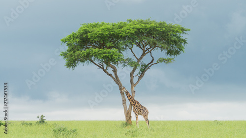 Giraffe walking under tree