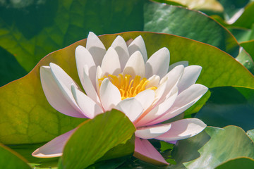 Acrylglasbilder Wasserlilien Rosa Seerosen auf dunklem Wasser  © avesta777