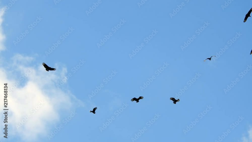 4k shot of many Black American Vultures, circling overhead with small white cloud. 4k shot of many Black American Vultures, circling overhead with small white cloud.