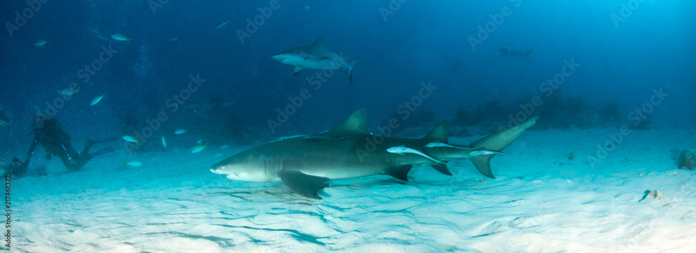 Fototapeta premium Lemon shark at the Bahamas