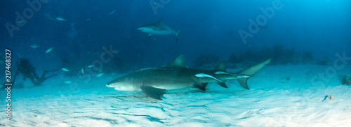 Lemon shark at the Bahamas