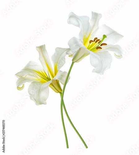 Fototapeta Naklejka Na Ścianę i Meble -  Bright lily flowers isolated on white background.