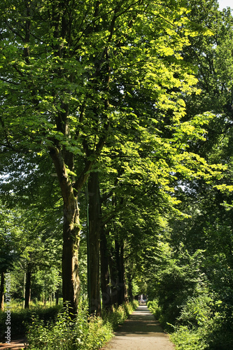 Photography Alley in Hague (Den Haag). South Holland. Netherlands