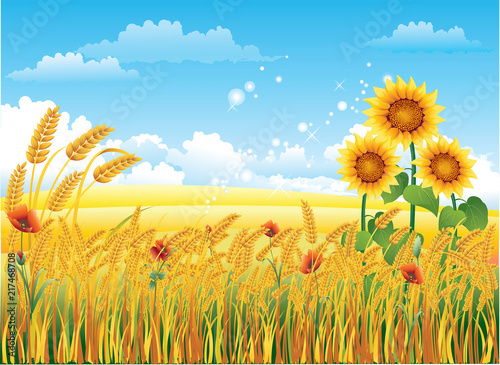 Natural landscape with a wheat field and sunflowers