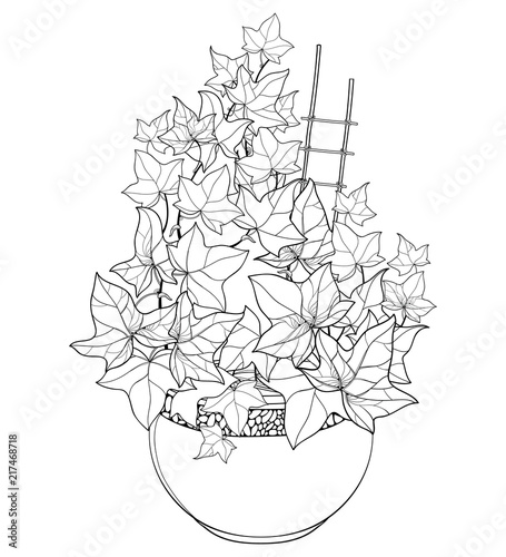 Vector bunch of outline Ivy or Hedera vines in flower pot. Ornate leaves of Ivy bunch in black isolated on white background. Perennial climbing plant in contour for summer design or coloring book.