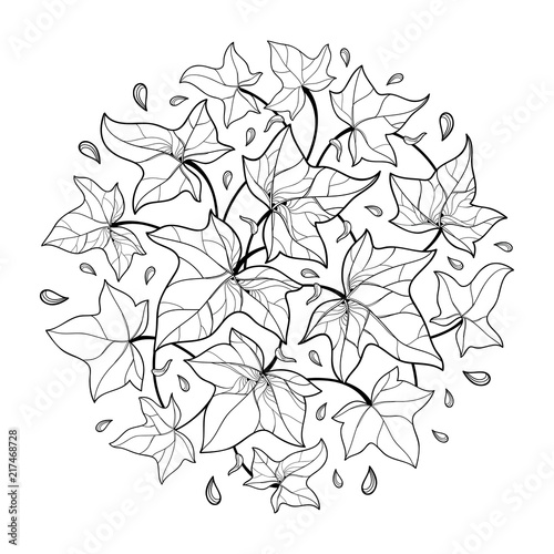 Vector round bunch with outline Ivy or Hedera leaves. Ornate leaf of Ivy vine in black isolated on white background. Perennial climbing plant in contour for summer botanical design or coloring book.