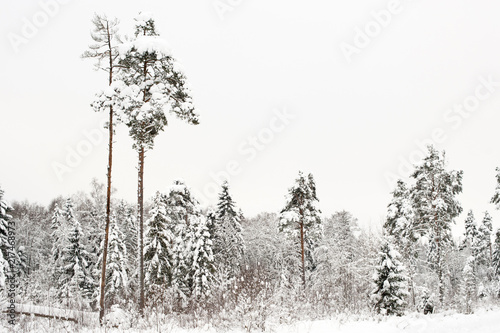 Wallpaper Mural Winter in the forest Torontodigital.ca