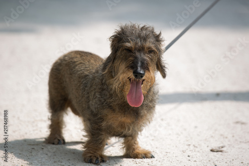 Cane bassotto soffre il caldo