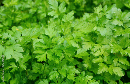 Many fresh Petersilie,parsley or Glatte Petersilie  on field. 
growing glatt petersilie in the garden