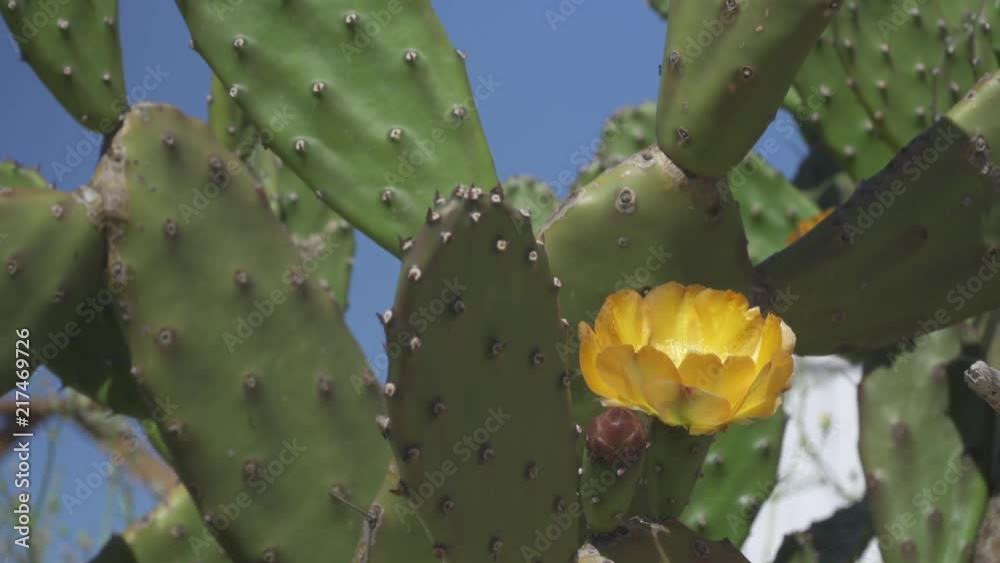 Blossoming fig cactus with insects Blossoming fig cactus with insects