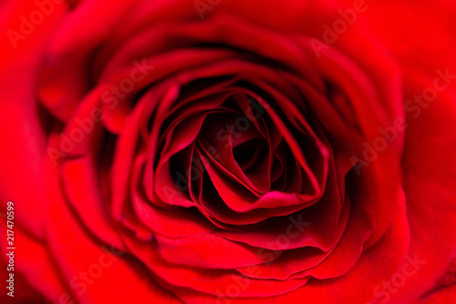 Red rose macro