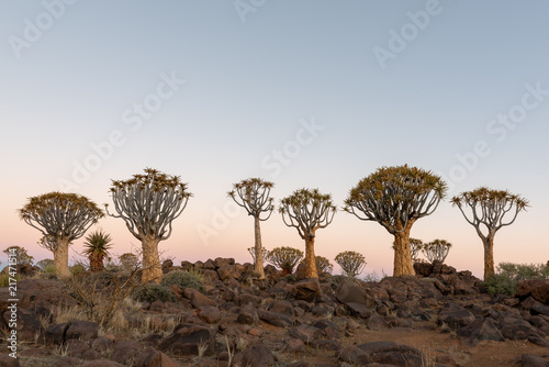 Clean dusk photograph of quiver tree forest and rocky landscape, Keetmanshoop, Namibia