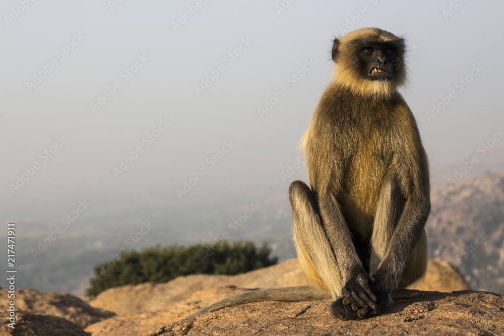 Fototapeta premium India, Hampi, babbuino