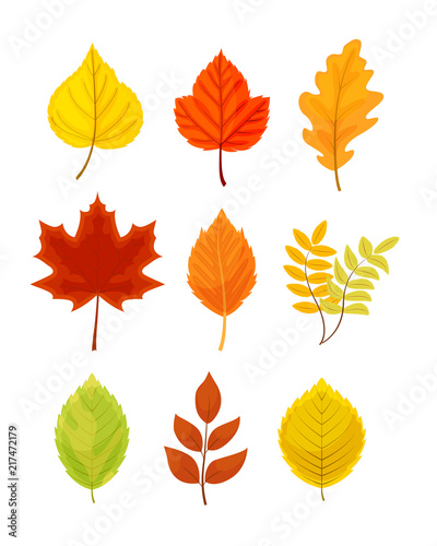 Colorful autumn leaves set vector illustration isolated on white