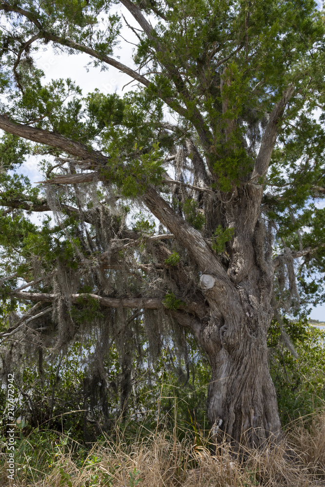 Fototapeta premium Swamp tree