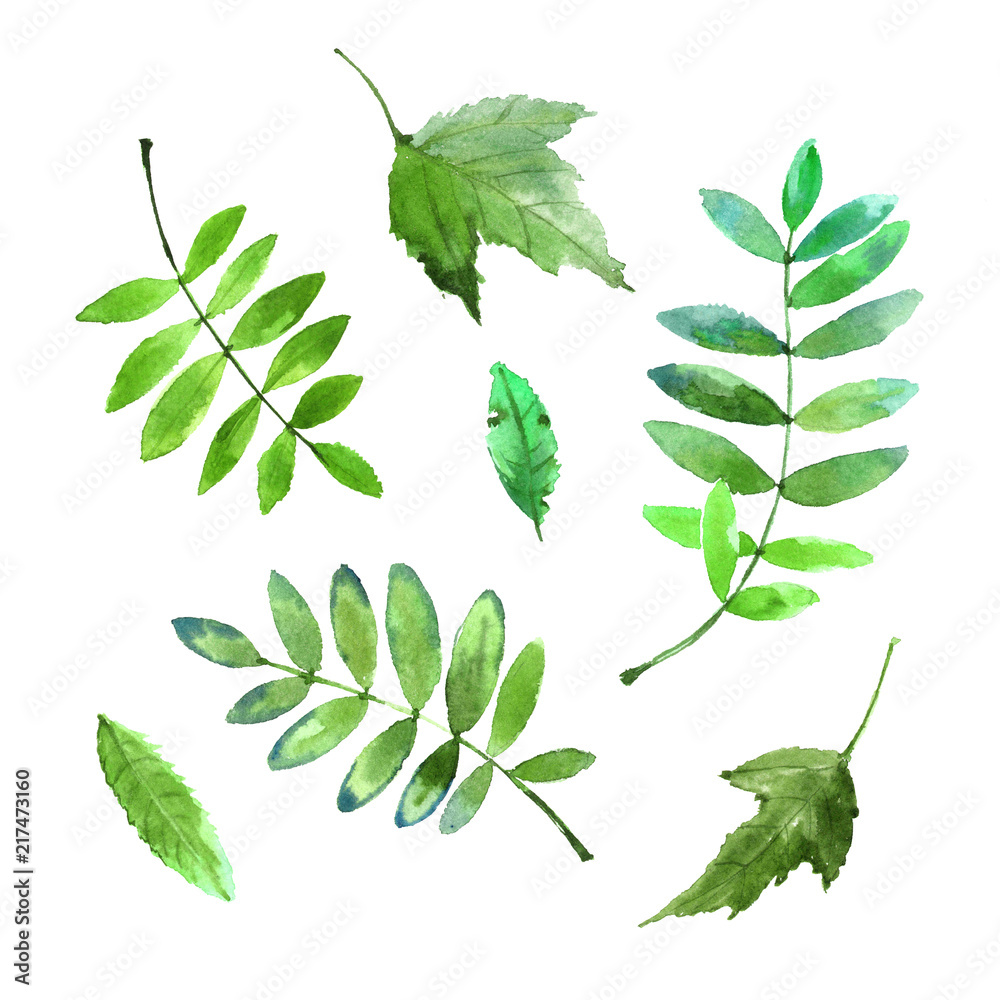 Watercolor set of bright green leaves