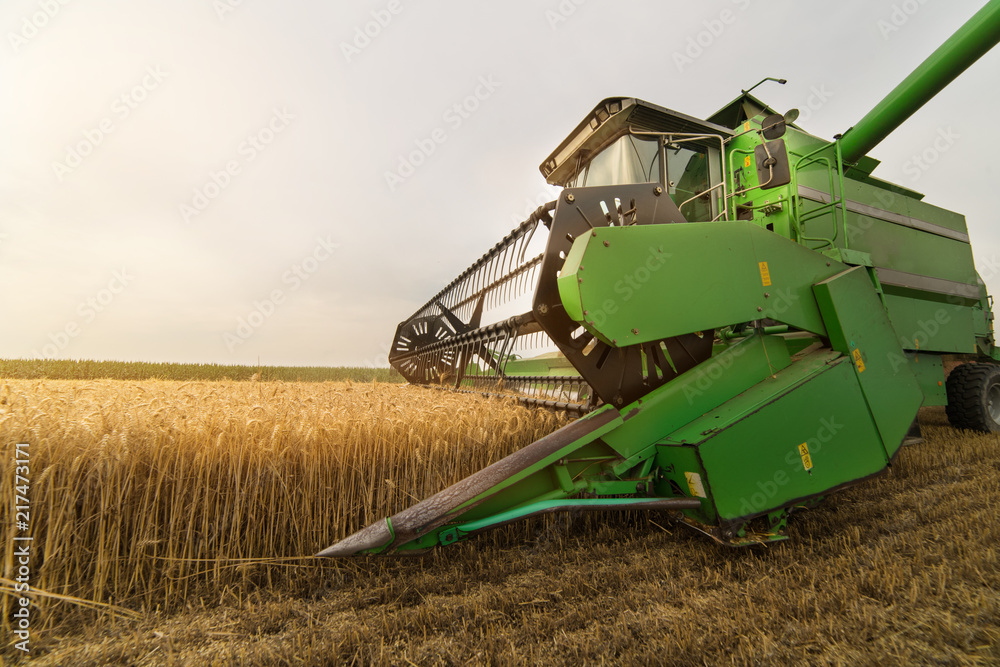 Fototapeta premium Pouring grain into tractor trailer after harvest