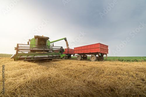 Pouring  grain into tractor trailer after harvest