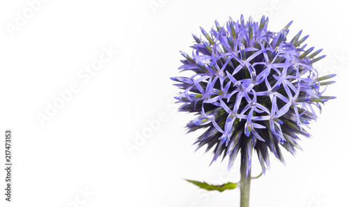 A wonderful globe thistle  a beautiful wild flower turns against a white background like a being from another galaxy  blue and pointed she shows her nature