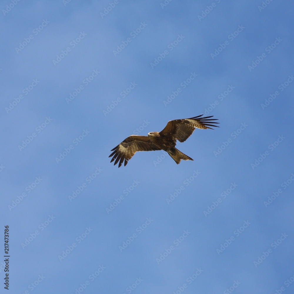 Fototapeta premium A bird of prey in flight. 