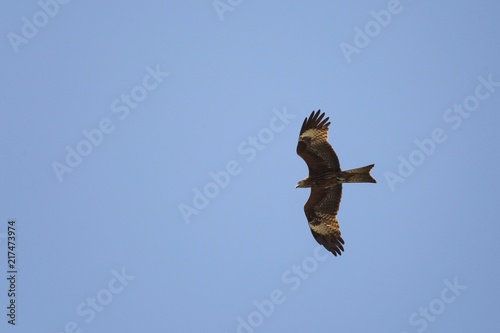 A bird of prey in flight. 