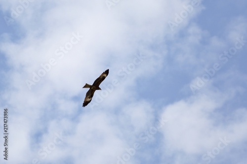 A bird of prey in flight.  