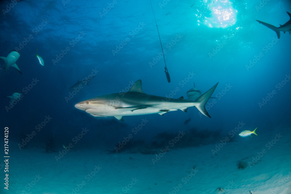 Naklejka premium Caribbean reef shark at the Bahamas