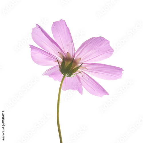 Beautiful pastel pink flowers isolated at white