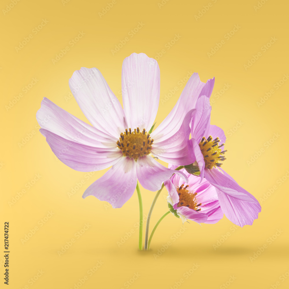 Beautiful pastel pink flowers Beautiful pastel pink flowers