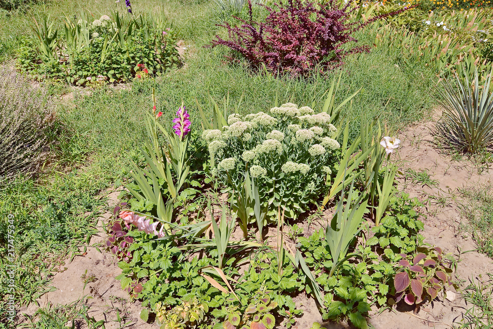 Цветочная лужайка