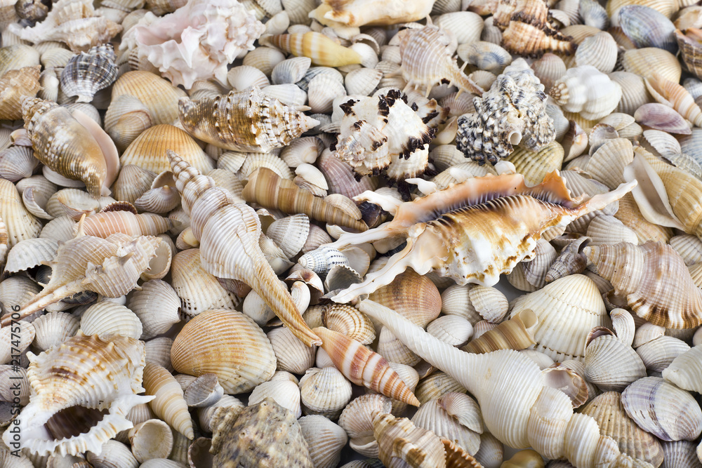 Fototapeta premium Sea shells. Mixed colorful seashells as background