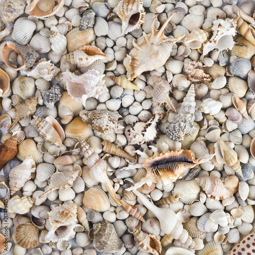 Sea shells. Mixed colorful seashells as background © IULIIA AZAROVA