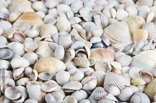 Sea shells. Mixed colorful seashells as background