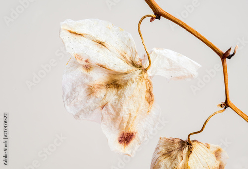 Fototapeta Naklejka Na Ścianę i Meble -  Wilted Orchid Phalaenopsis flower blossoms
