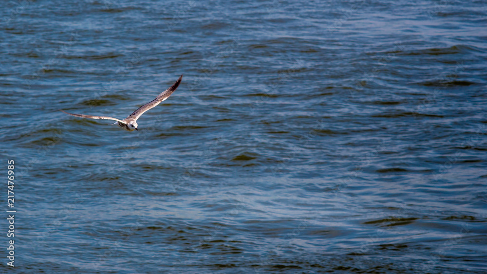 Seagull over water