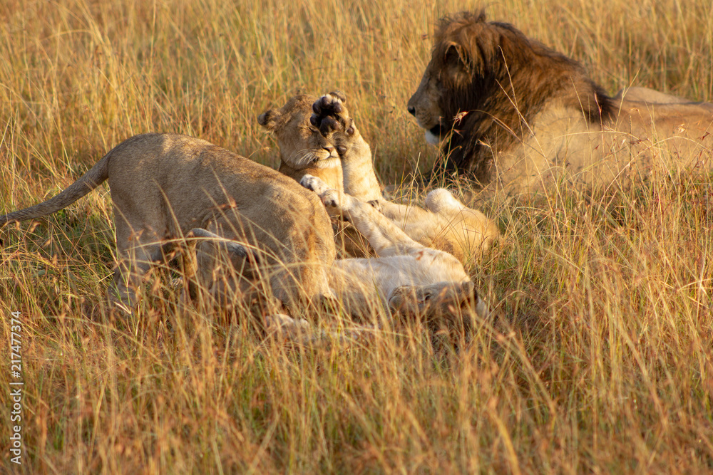 Lion Cubs Playing Lion Cubs Playing