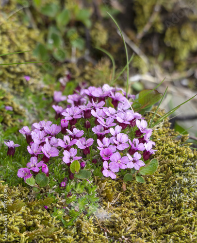 close up pink blooming rock flower Phylliopsis hillieri, moss and green leaves, selective focus photo