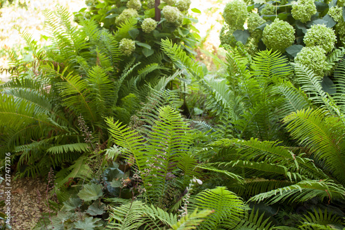 Tropical plants in the garden near the house photo