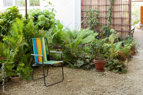 Tropical plants in the garden near the house photo
